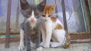 Kedi sesi ve Görüntüsü