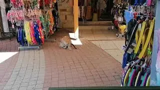 The Cats do it outside of swimwear shop.