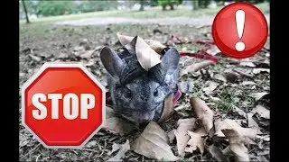 Почему НЕ ВЫВОДЯТ ГУЛЯТЬ НА УЛИЦУ ШИНШИЛЛ!!!