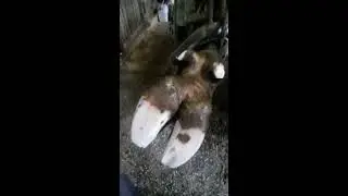 Профилактическая обрезка копыт