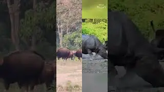 This Buffed Cow is a Tiger Killer on Steroids!