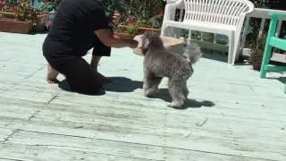 Surf- Novice trick dog