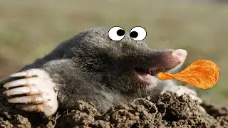 CUTE Baby Mole Eats Potato Chip