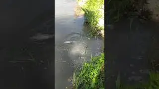 Зарыбление деревенского пруда!