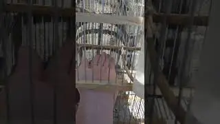 otro video de la vira