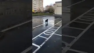 Американский булли Сэм #shorts