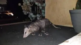 Wild skunk and opossum eat together
