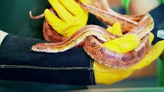 Bucksmore Education | Animal Care