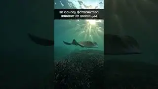 Как могут выглядеть внеземные растения? 