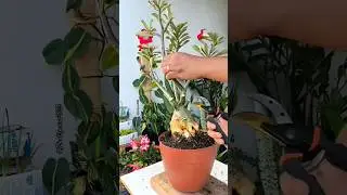 How to Propagate adenium plants from cuttings || Growing adenium from  cuttings and leafs #gardening