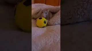 Rats love fidgets too! #shorts