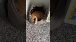 It’s nap time 💤 