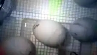 Duck egg hatch day