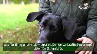 Svelands Lilla Försäkringsskola - Del 4: Fast och rörlig självrisk, vad innebär det?