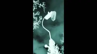 Bermuda ▲Test Transmission (Shortwave Negative)