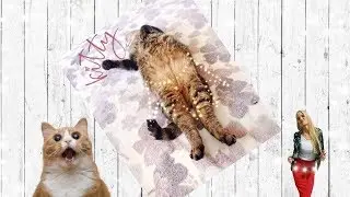 Юбочка для кота + новое приложение