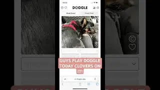 Love this game! #chorkie #dog #clover #dancesong #cat #cutepuppy #dancesongs #blowup #puppy #doggle