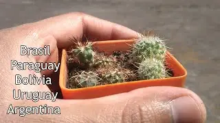 2 Gymnocalycium bebes (SEMILLERO DE CACTUS)