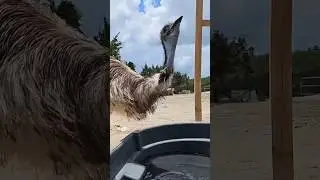 Ever wondered how emus drink? 🤔 
