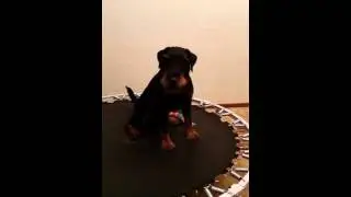 Ягдтерьер Дэк 1 год