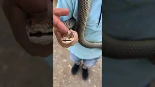 Hazer yılanı ile poz vermek🤭🧿 #bozyörükyılanı #yılan #snake