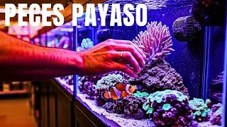 COMO PONER UN ACUARIO DE PECES PAYASO