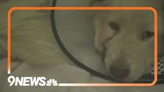 Veterinarian helps heal dog that was possibly shot in the face, suffered jaw fracture