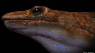 Metoposaurus - Marc Boulay 