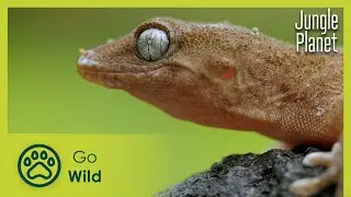 Jungles of the Ocean: Canary Islands' Laurel Forests | Jungle Planet 5/26 | Go Wild