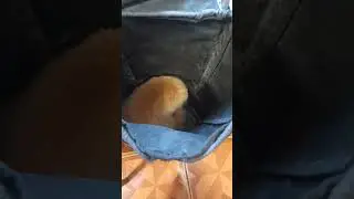 Проверка сумки на кото-таможне. #коты