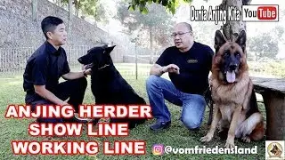 Anjing Herder Super Besar Show Line & Herder All Black Working Line Vom Friedensland