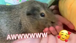 Guinea Pig Rates Objects/Toys