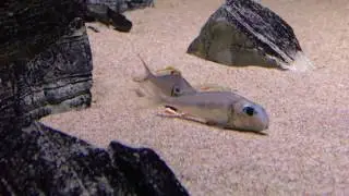 Xenotilapia nigrolabiata red princess