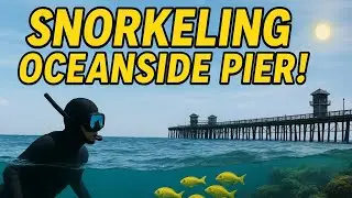 🌊 Snorkeling Oceanside California | Underwater Adventure by the Pier! 🐟🐚