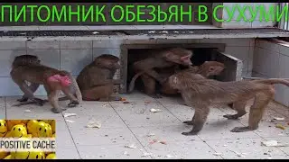 Абхазия сухум питомник обезьян. Сухумский обезьяний питомник.