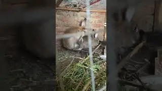 Кролик плейбой