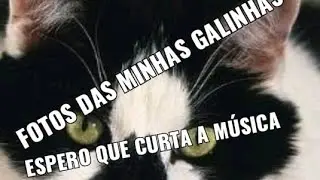 minhas galinhas