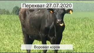 Перехват 27.07.2020 Воровал коров