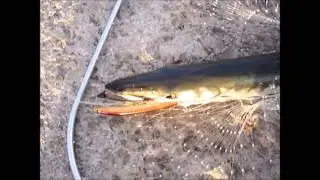 Rapture Magneto 145F (Barracuda-Λούτσος)