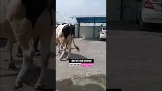 पहिल्या वेताची गाई विक्रीसाठी उपलब्ध #shorts #मुक्त_गोठा #सांगोला_बाजार