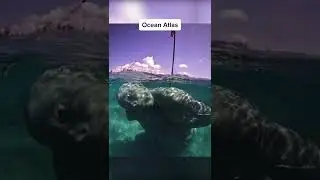 Strangest Things Found Underwater