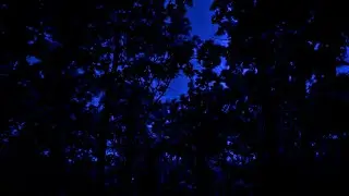 Лучшее Видео для Сна 🌙 3 Часа Ночных Звуков Сверчков в Лесу