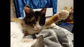 Верные Кошки