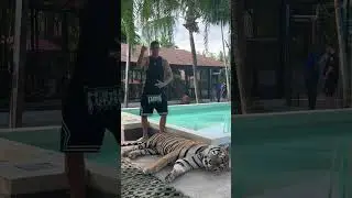 Тигр с тигром