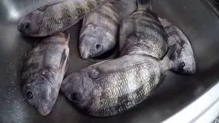 3 Different Ways To Clean Fish (Sheepshead)