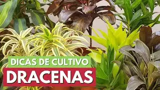 COMO CUIDAR DE DRACENA! DICAS DE CULTIVO DAS PLEOMELES E CORDYLINES! CANAL MEU QUINTAL