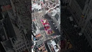 Flower carpet BRUSSELS 2024 #brussels  #flowers #flores #brussels  #bruselas #europeantravel #flores