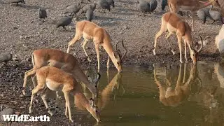 WildEarth - Live at the Waterhole  4 April 2024
