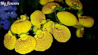 Night vibe with flowers.....