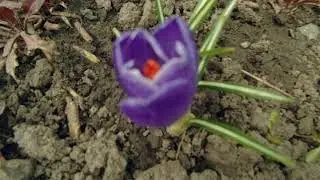 Как распускается крокус (шафран).Таймлапс